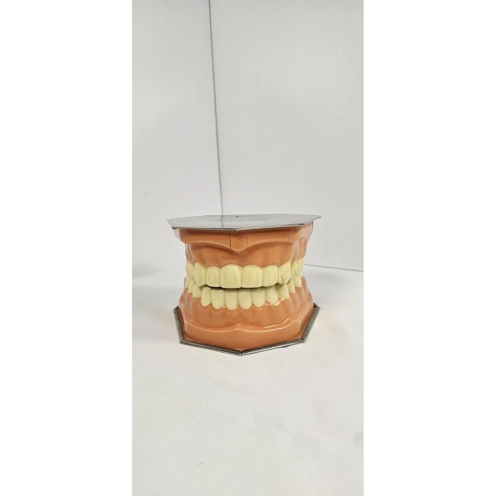 VTG Dental Teeth Model Pro-Phy-Lac-Tic Brush Co Florence Mass Dentist Display